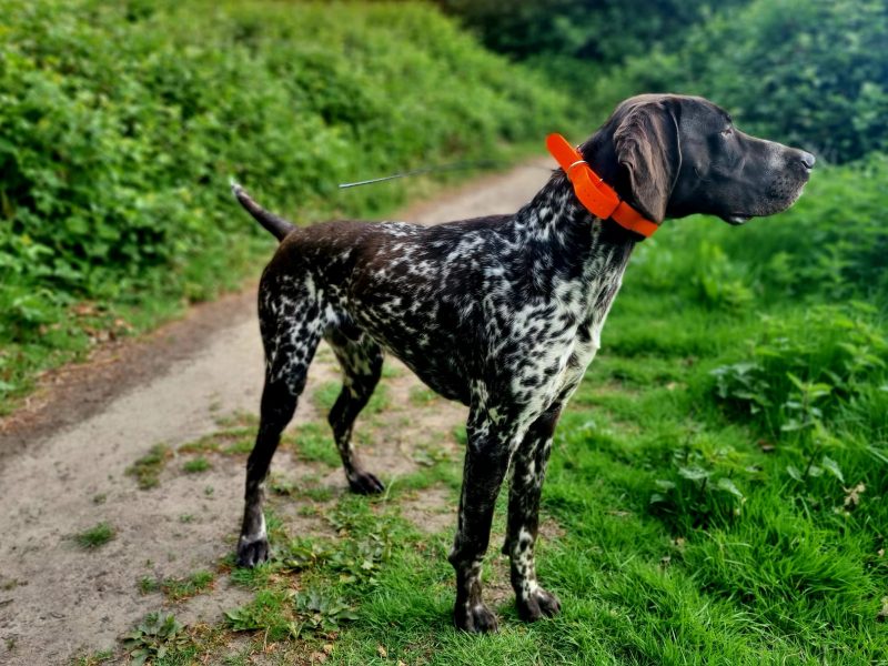 KC Registered GSP 19 Months Exceptional Working Lines