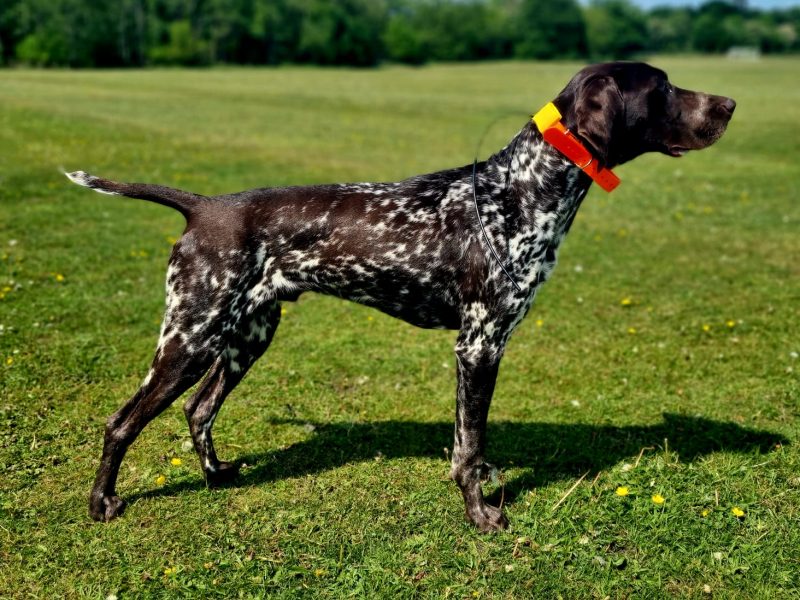 KC Registered GSP 19 Months Exceptional Working Lines