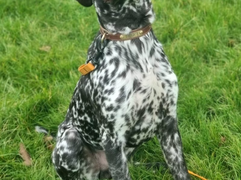 KC Registered GSP 19 Months Exceptional Working Lines