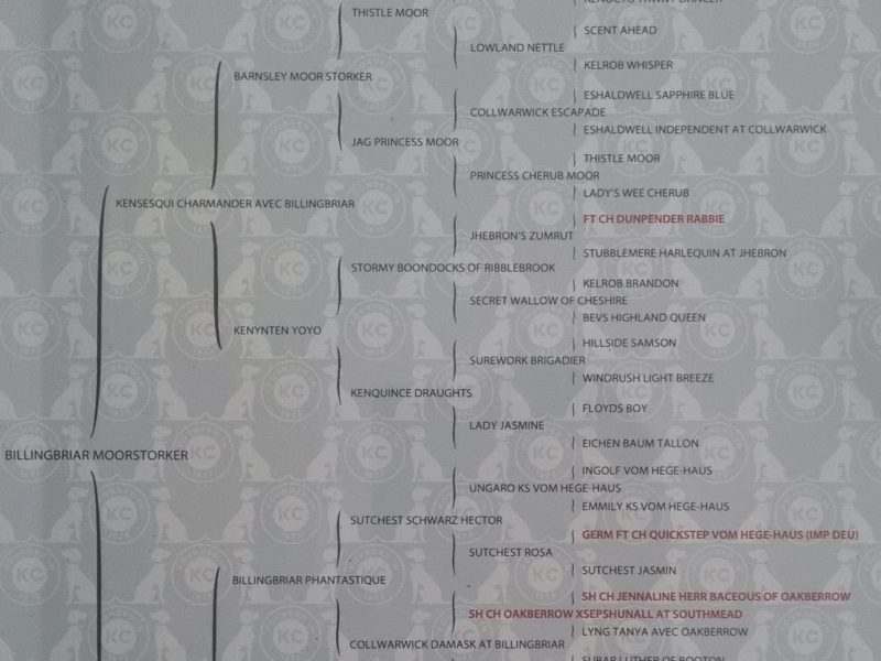 KC Registered GSP 19 Months Exceptional Working Lines