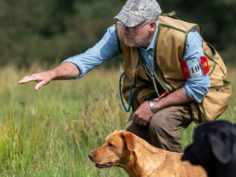 Kentwone Peony Glow (Harleigh) / FTCH Jarailstar Hogen of Stauntonvale (Brae) - Litter coming soon