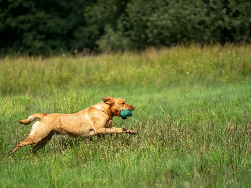 Kentwone Peony Glow (Harleigh) / FTCH Jarailstar Hogen of Stauntonvale (Brae) - Litter coming soon