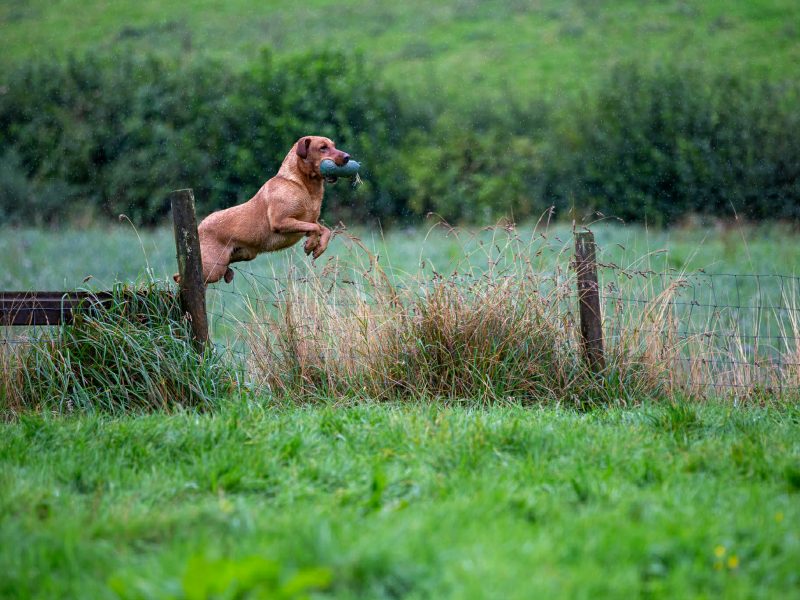 Kentwone Peony Glow (Harleigh) / FTCH Jarailstar Hogen of Stauntonvale (Brae) - Litter coming soon