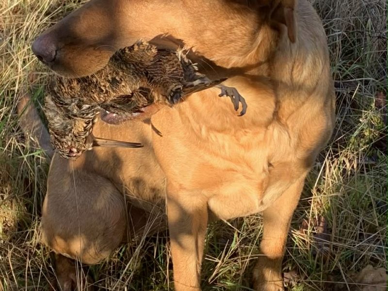 Kentwone Peony Glow (Harleigh) / FTCH Jarailstar Hogen of Stauntonvale (Brae) - Litter coming soon