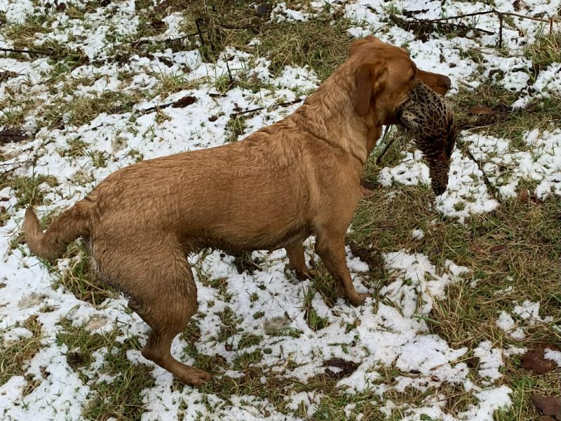 Kentwone Peony Glow (Harleigh) / FTCH Jarailstar Hogen of Stauntonvale (Brae) - Litter coming soon