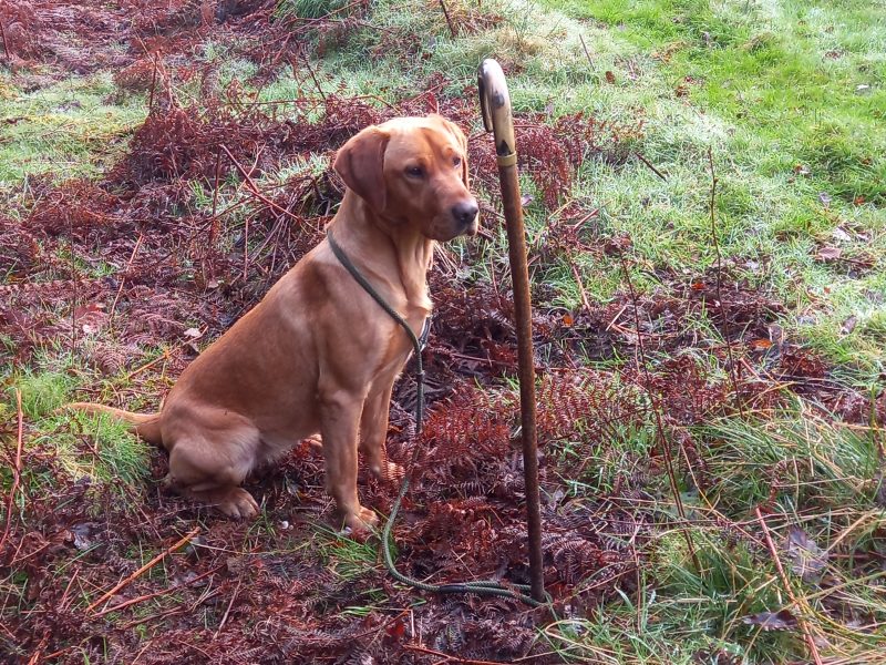 KC Registered Fox Red Labrador Puppies