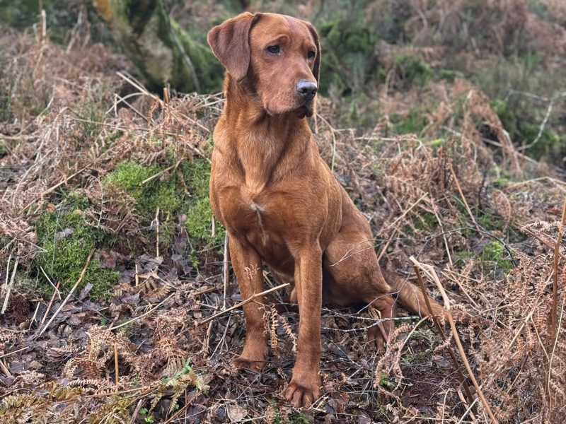 KC Registered Fox Red Labrador Puppies