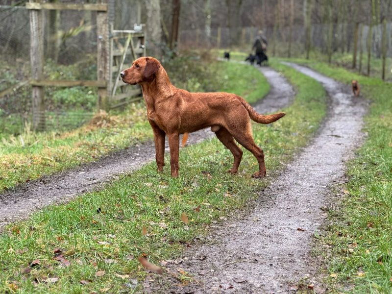 KC Registered Fox Red Labrador Puppies