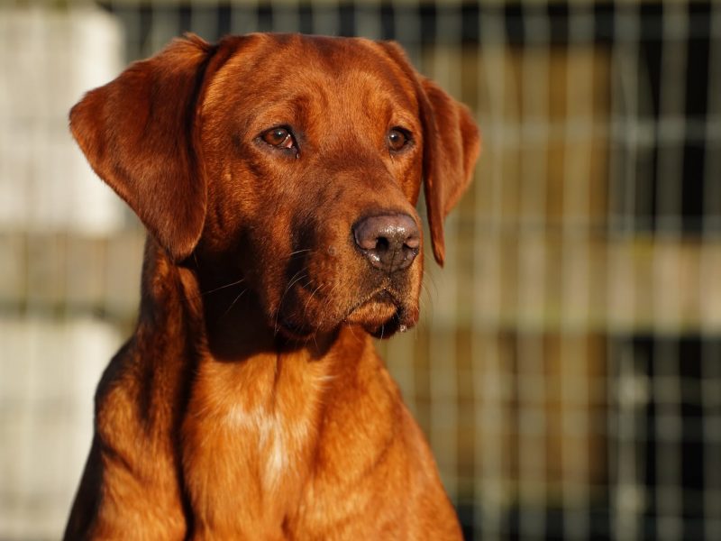 KC Registered Fox Red Labrador Puppies