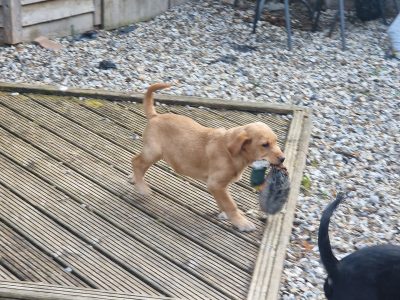 3 KC Labrador dog puppies