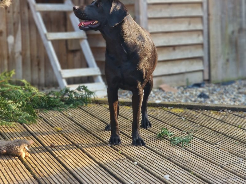 3 KC Labrador dog puppies
