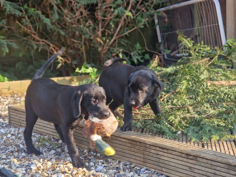 3 KC Labrador dog puppies