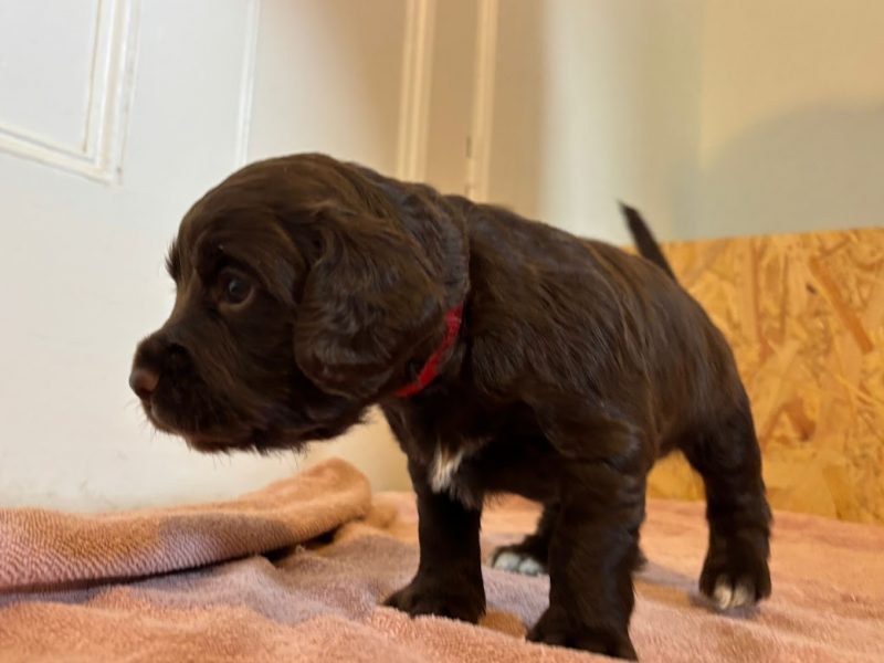 WORKING COCKER SPANIEL PUPPIES