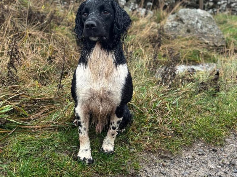 KC English Springer Spaniel puppies - heavily marked