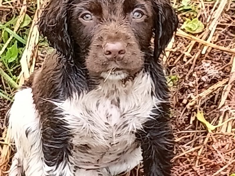 Castlegal spaniels
