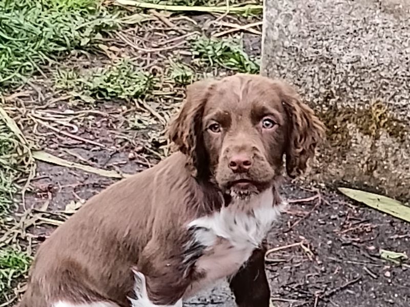 Castlegal spaniels