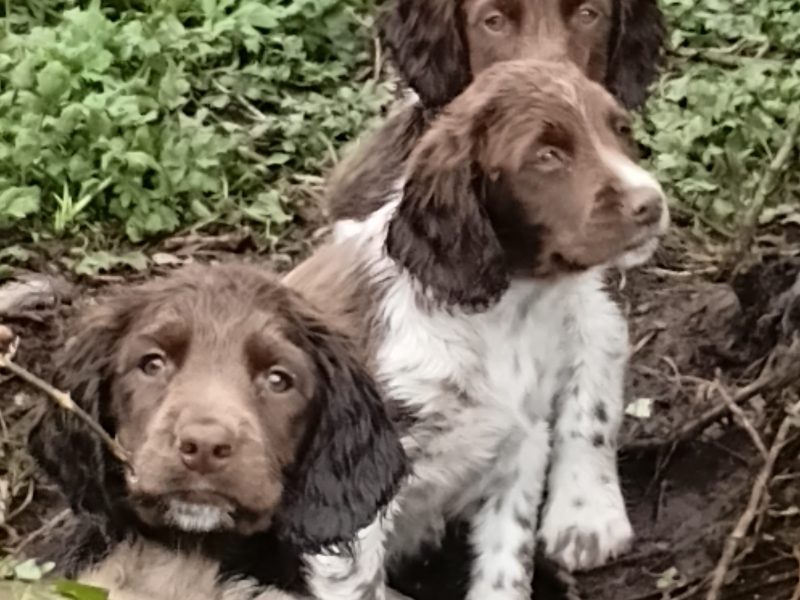 Castlegal spaniels