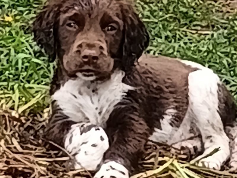 Castlegal spaniels