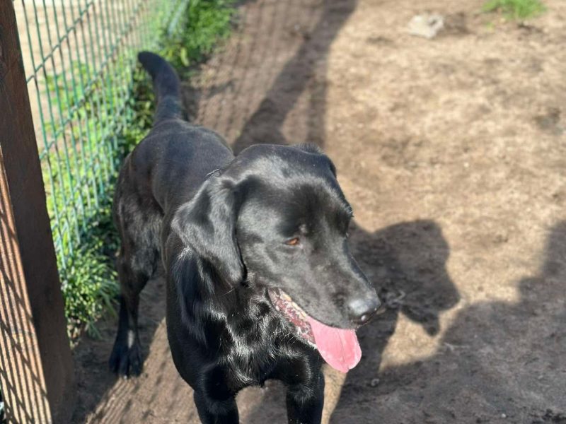 Kc reg working Labrador pups