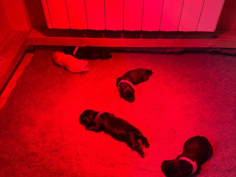 2024 IGL Winner Sired Puppies