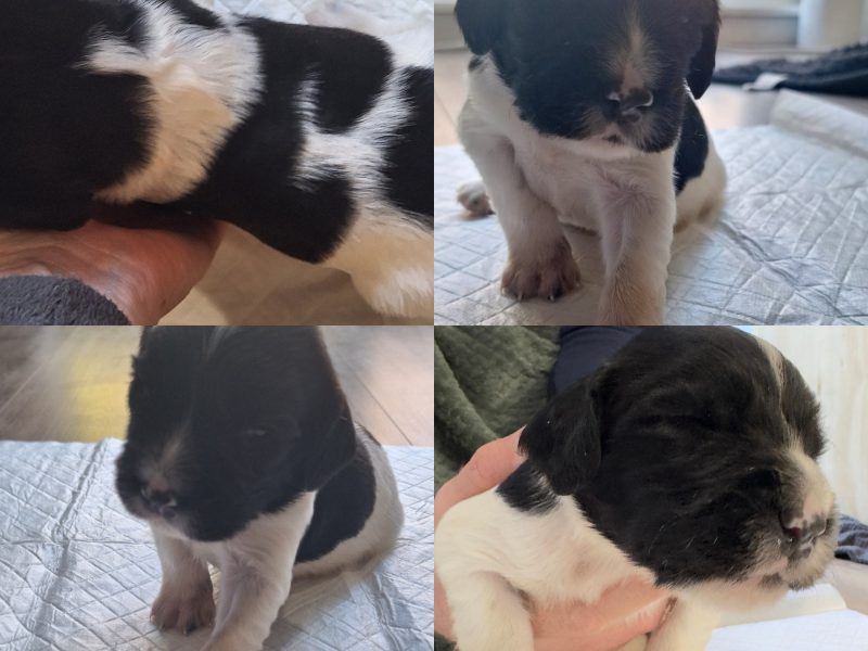 KC English Springer Spaniel puppies - heavily marked