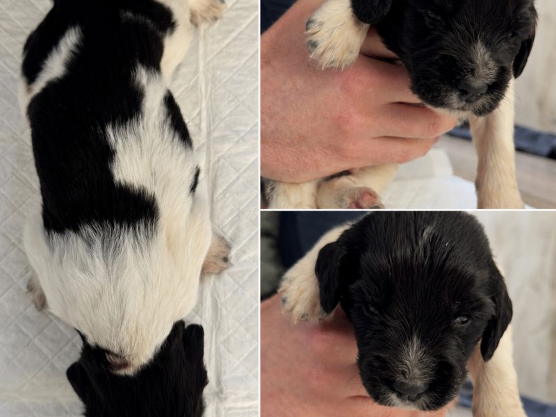 KC English Springer Spaniel puppies - heavily marked