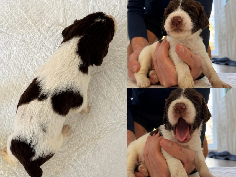 KC English Springer Spaniel puppies - heavily marked