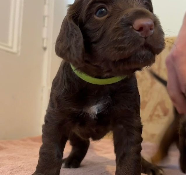 WORKING COCKER SPANIEL PUPPIES