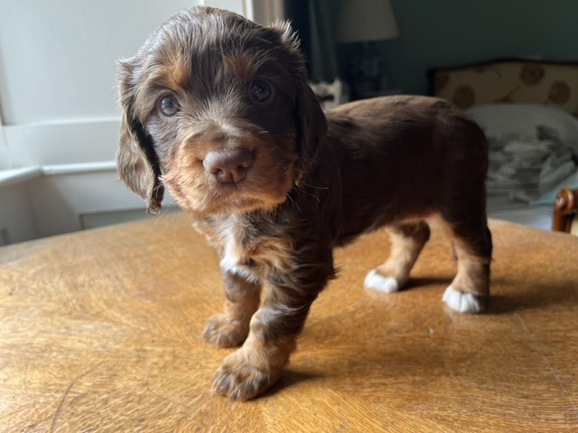 WORKING COCKER SPANIEL PUPPIES