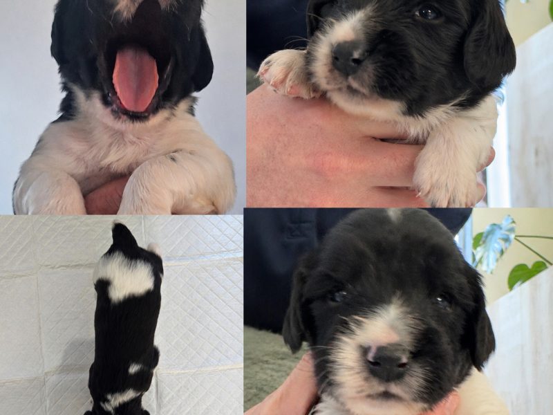 KC English Springer Spaniel puppies - heavily marked