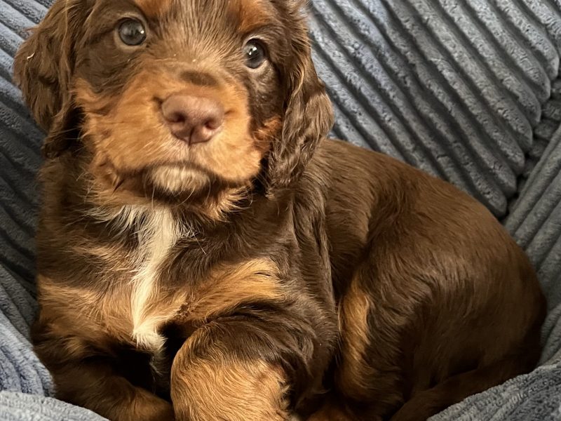 WORKING COCKER SPANIEL PUPPIES