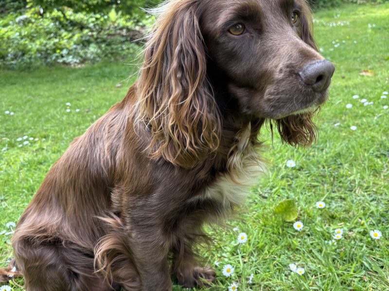 WORKING COCKER SPANIEL PUPPIES