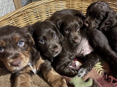 WORKING COCKER SPANIEL PUPPIES