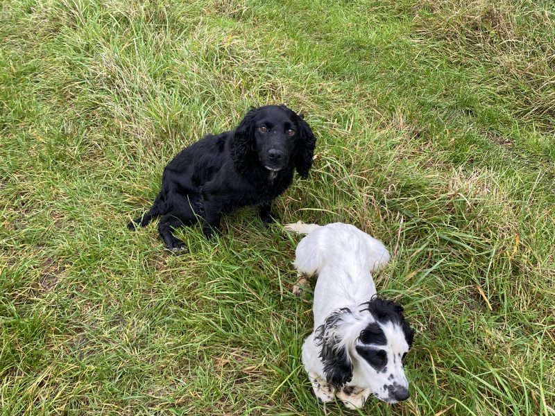 Cocker spaniel bitch