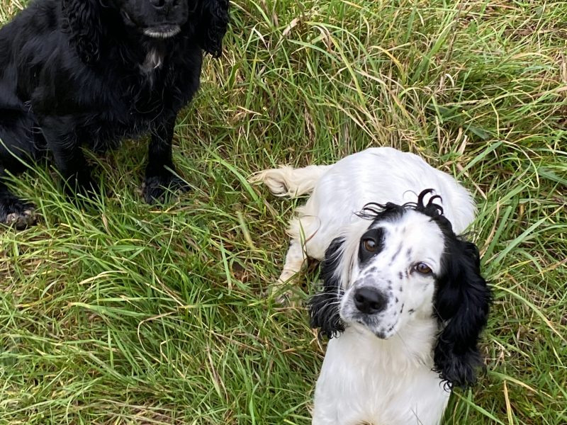 Cocker spaniel bitch