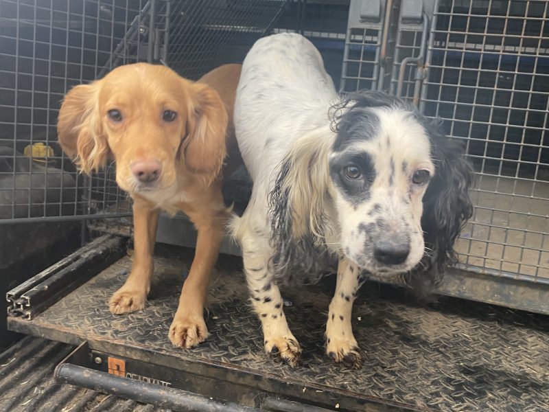 Cocker spaniel bitch