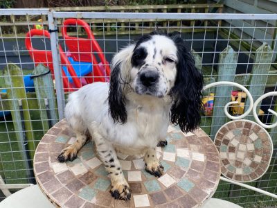 Cocker spaniel bitch