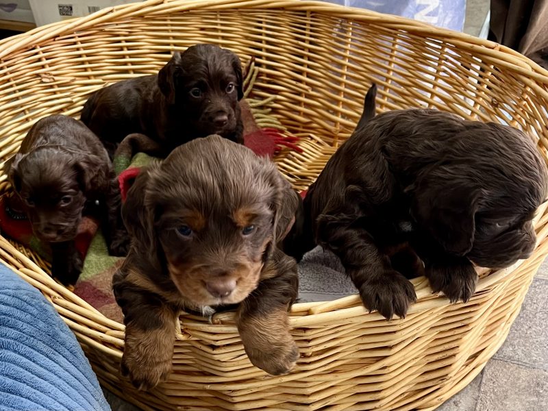 WORKING COCKER SPANIEL PUPPIES