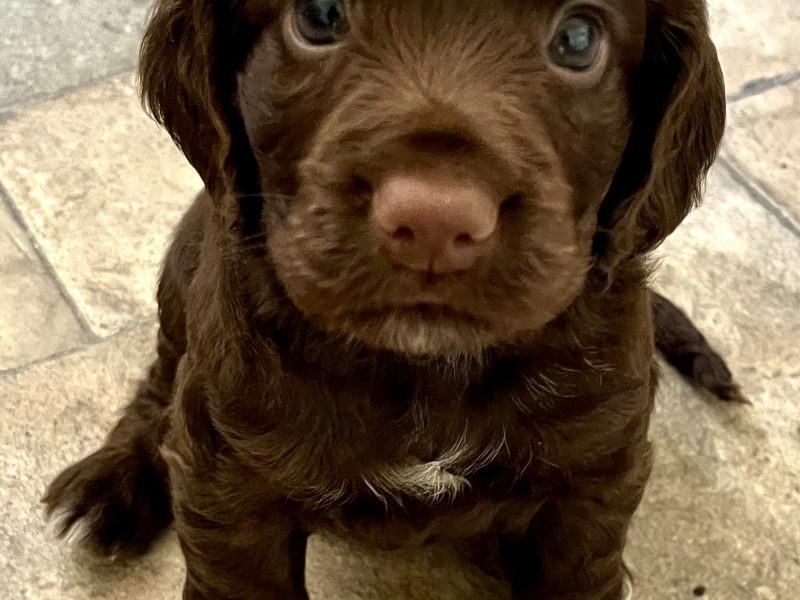 WORKING COCKER SPANIEL PUPPIES