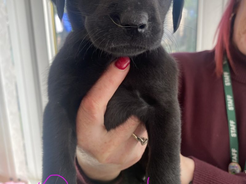 Kc reg working Labrador pups