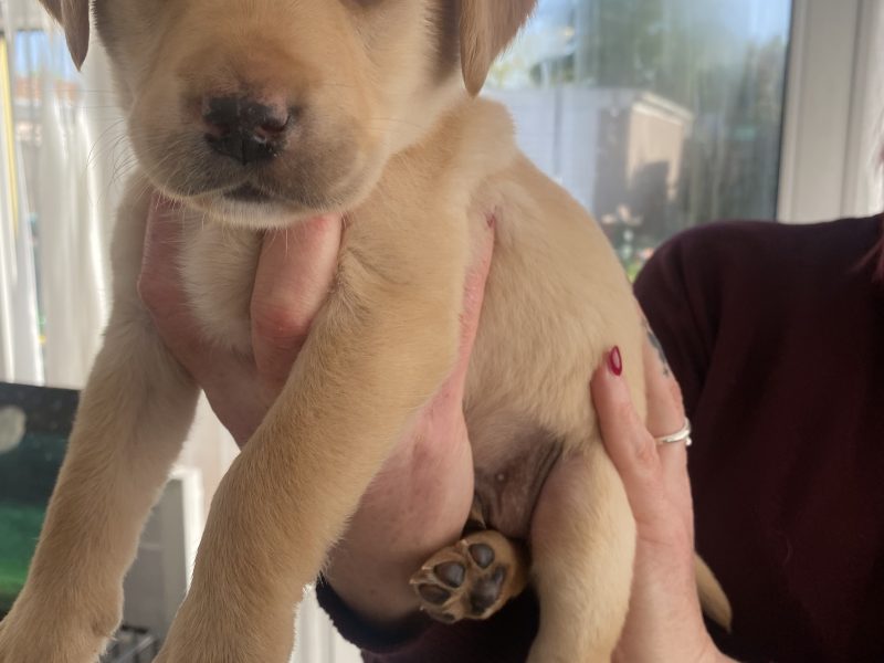 Kc reg working Labrador pups
