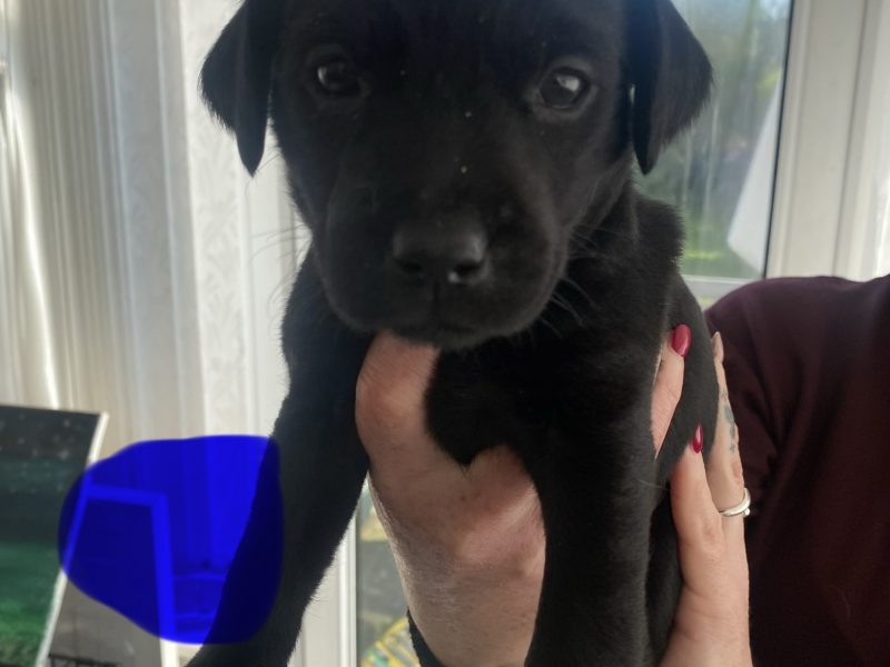 Kc reg working Labrador pups