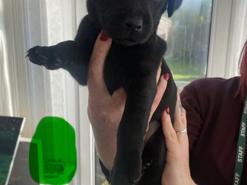 Kc reg working Labrador pups
