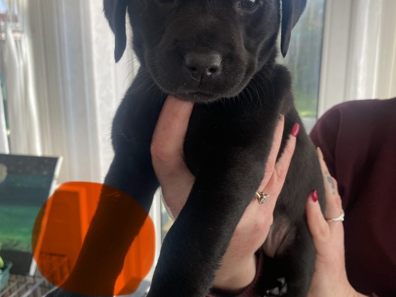 Kc reg working Labrador pups