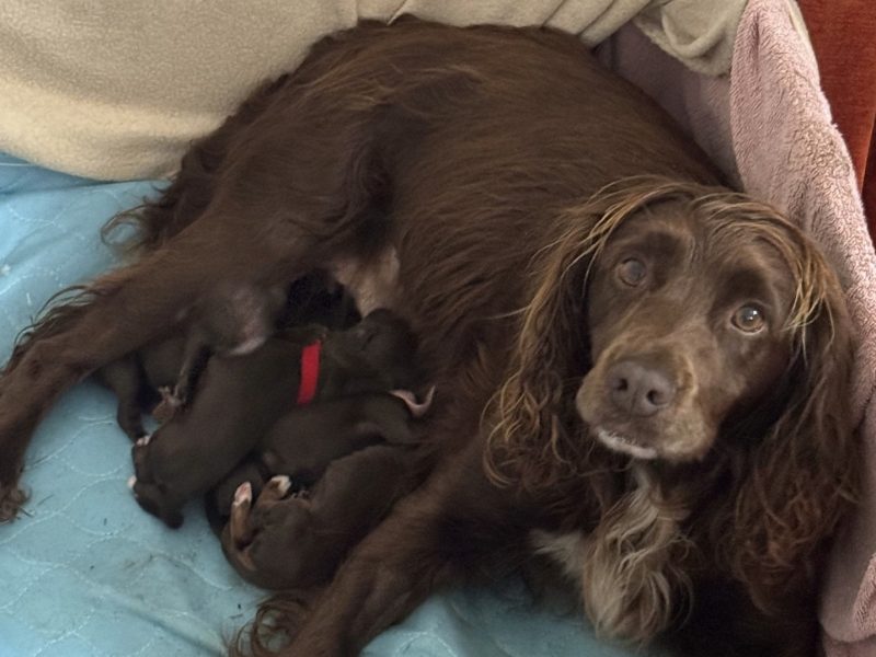 WORKING COCKER SPANIEL PUPPIES