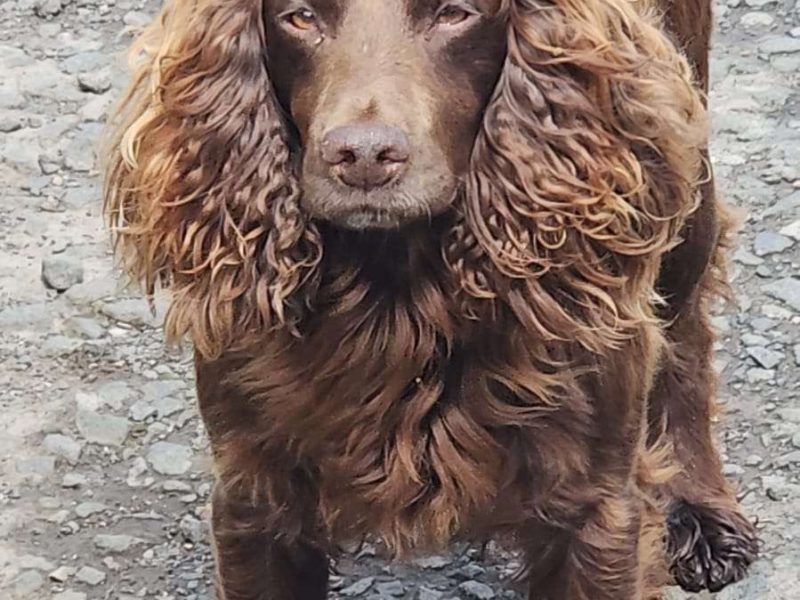 WORKING COCKER SPANIEL PUPPIES