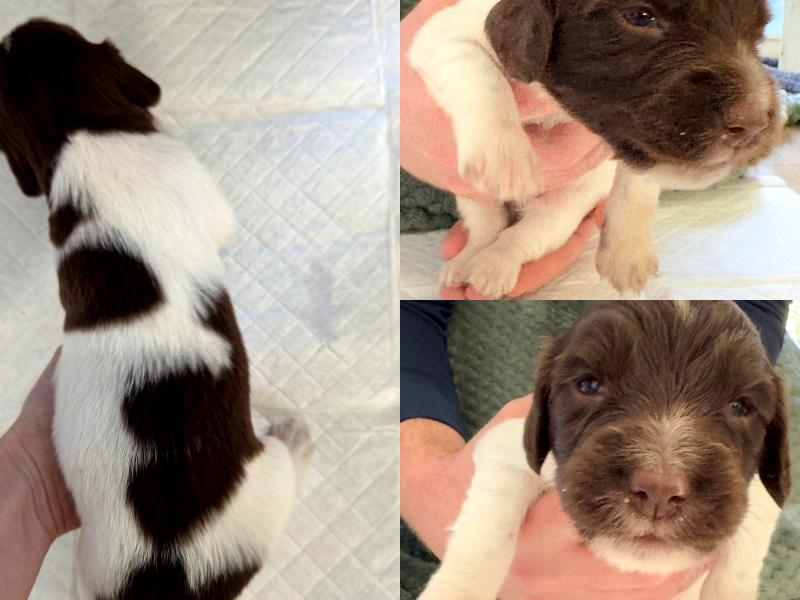 KC English Springer Spaniel puppies - heavily marked