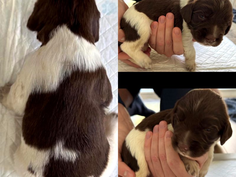 KC English Springer Spaniel puppies - heavily marked