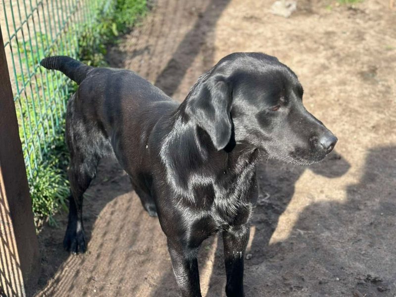 Kc reg working Labrador pups