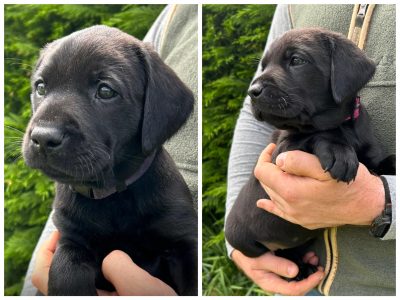 Health tested KC registered, black working Labrador puppies